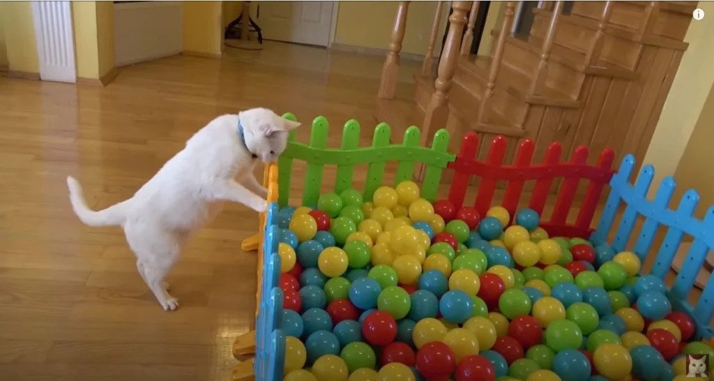 Why Does My Cat Bring Me Toys at Night? 5 Surprising Reasons