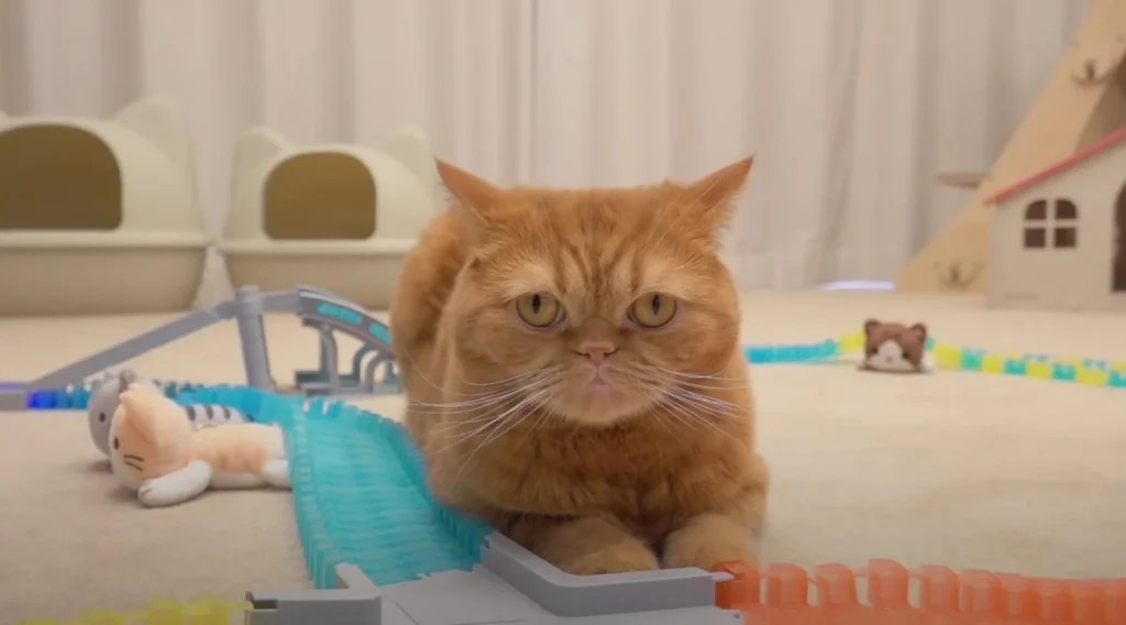 Why Does My Cat Bring Me Toys at Night? 5 Surprising Reasons