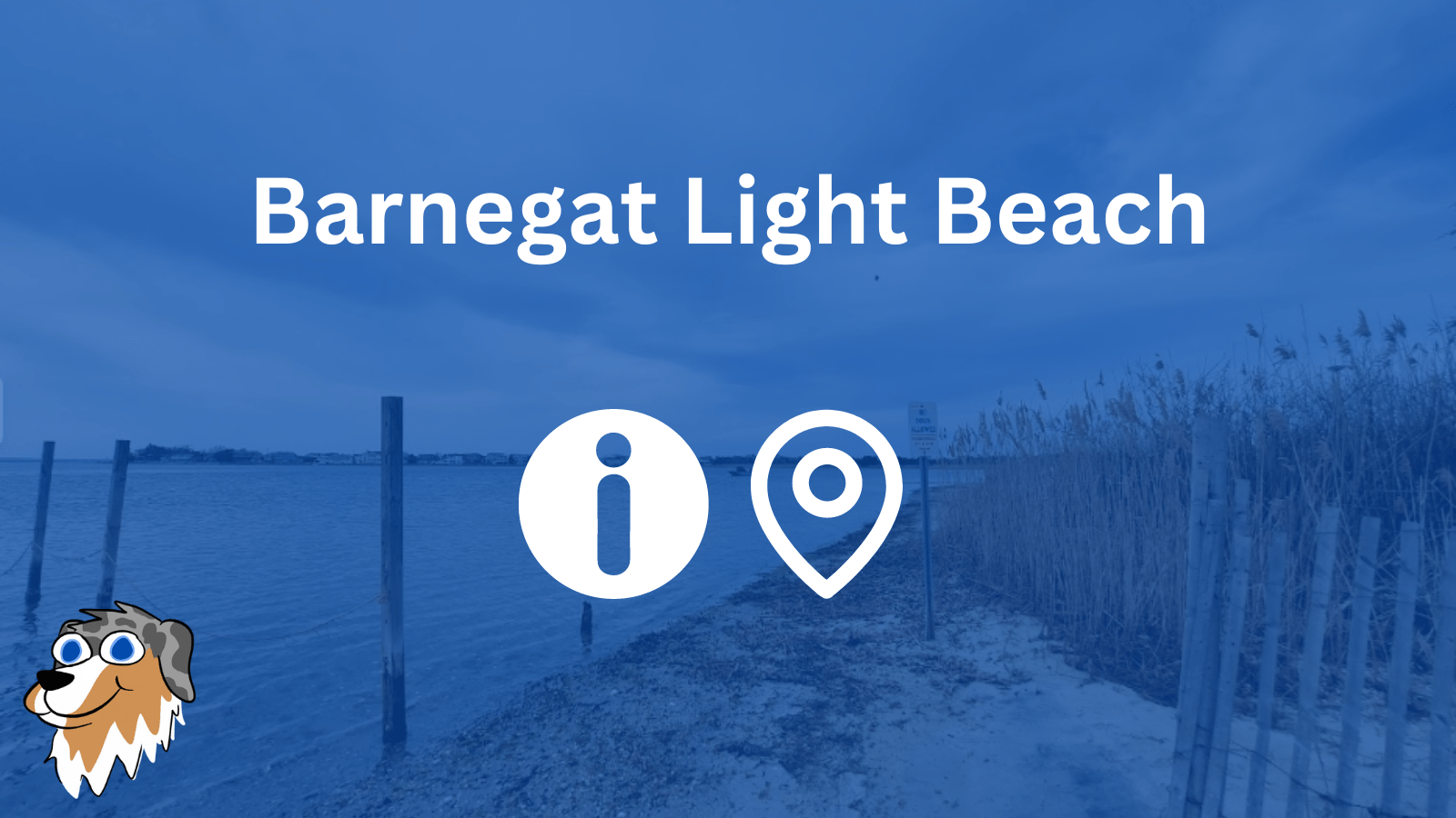 Top 9 DogFriendly Beaches in New Jersey (Updated for 2023)