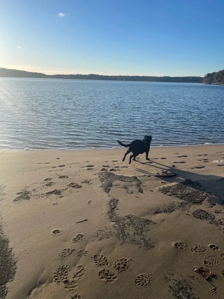 Pet Friendly Cape Cod Pet Friendly Vacation Rentals on Cape Cod