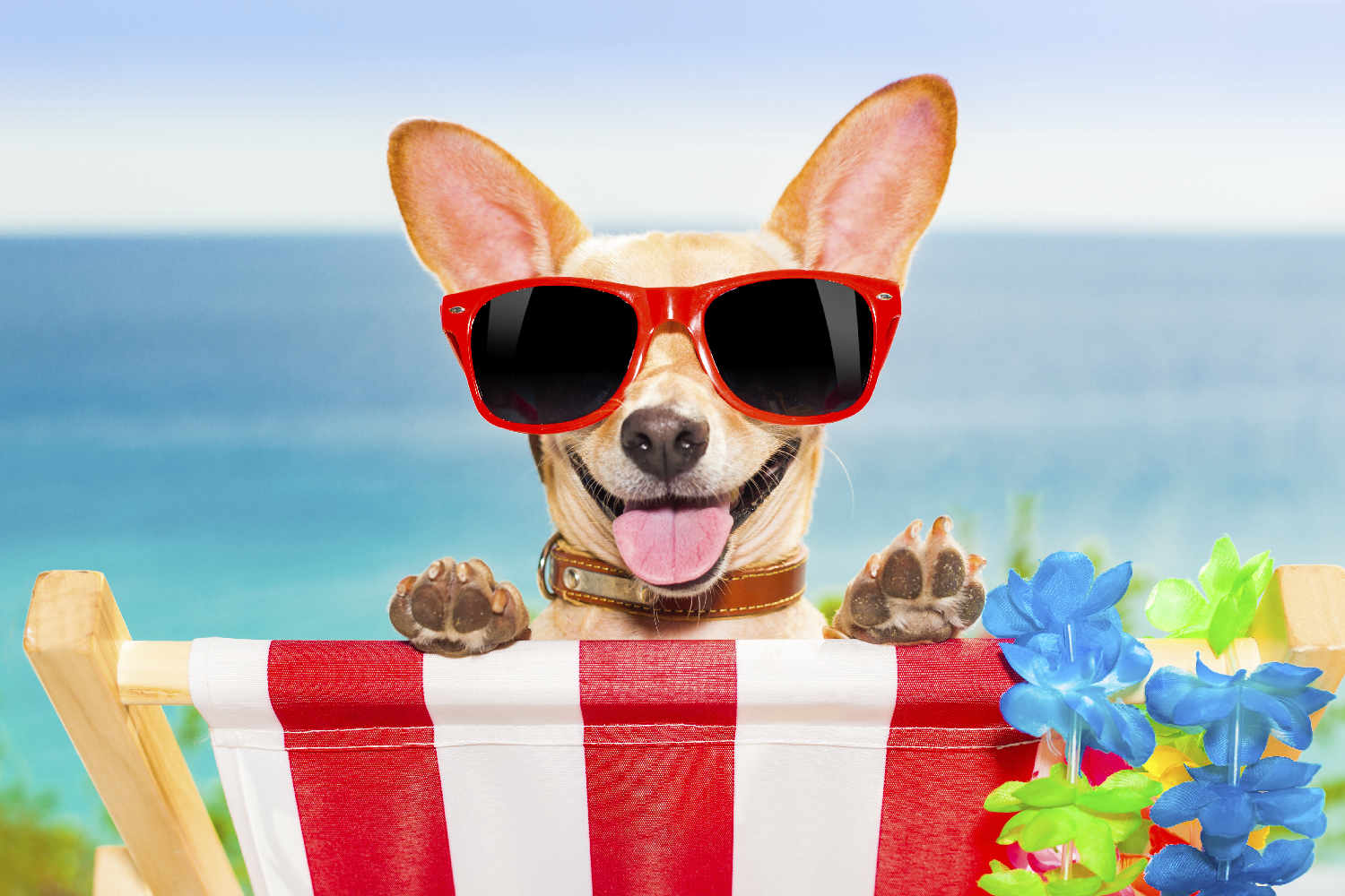 Pet Friendly Vacation Rentals in Destin Florida