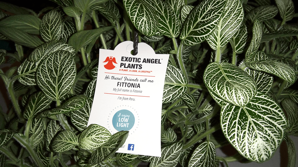 How Do You Care For An Exotic Angel Plant / Exotic Angel Plants 3 Quart