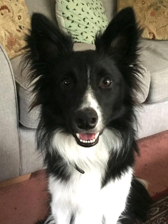 Meet the Team Petfriendly Ireland