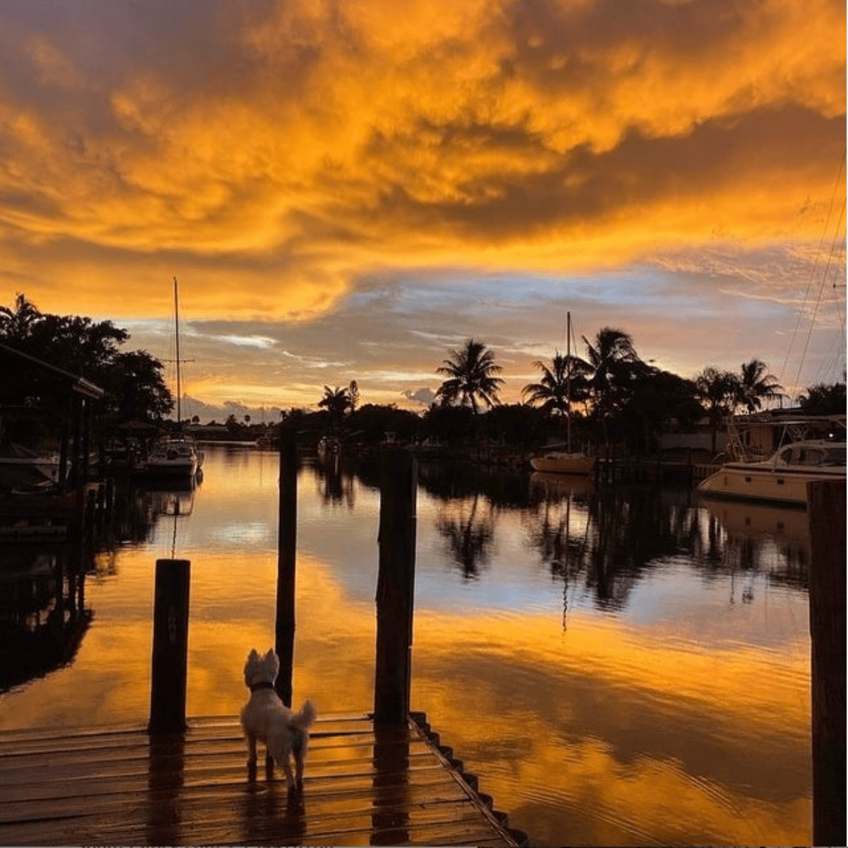 Sunset Grille Pet Friendly Restaurants in Hernando Beach, FL