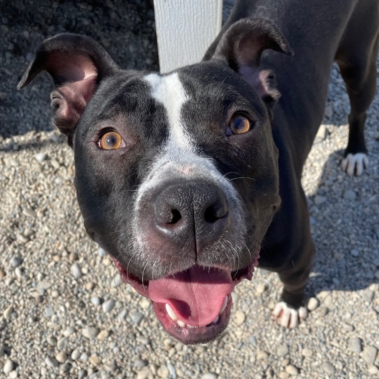 Pit Mix Fix Pet Friendly Services