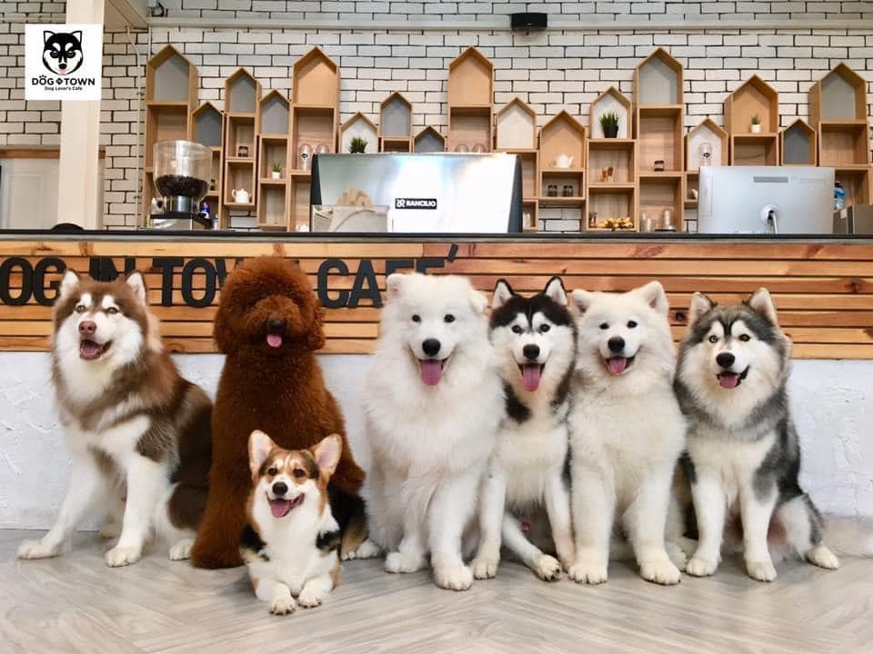 ด็อกอินทาวน์คาเฟ่ (Dog In Town Café) Pet Friendly Thailand