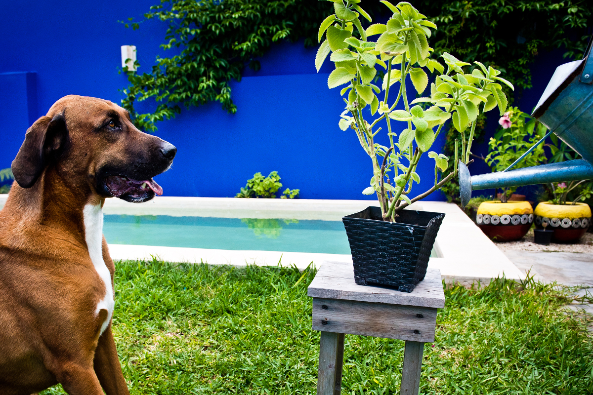 How to Find the Best Pet Sitter in the World Pet Friendly Yucatan