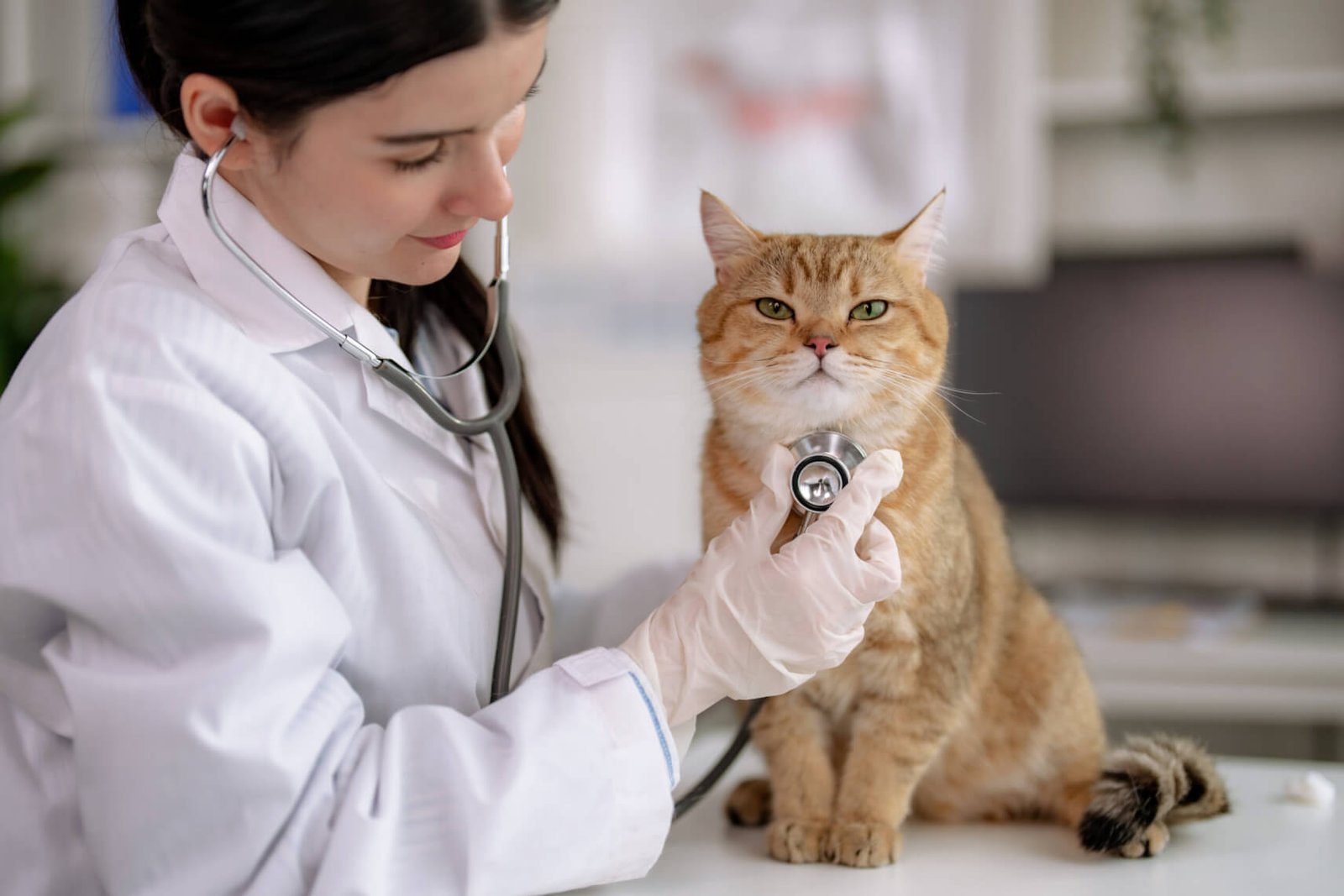 Understanding Urinary Tract Infections (UTIs) in Cats Causes, Symptoms