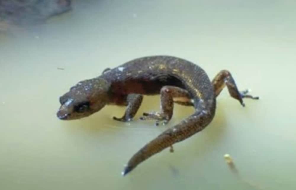 How Do Geckos Run On Water? Pet Geckos