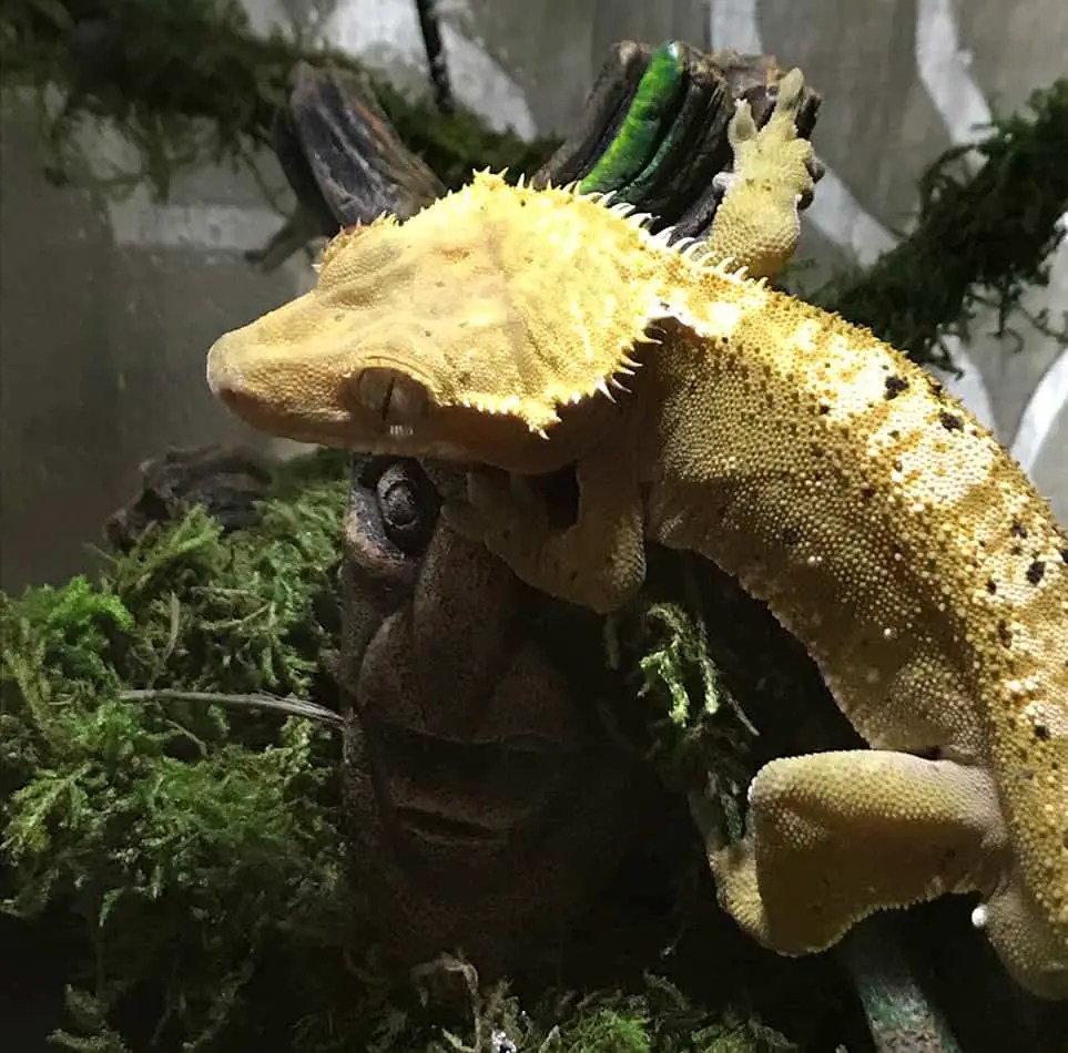 What You Need To Know About Adopting A Gecko Pet Geckos