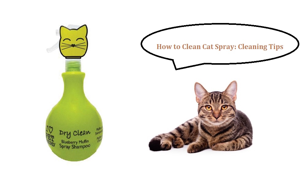 How to Clean Cat Spray Cleaning Tips Pet Guide Reviews