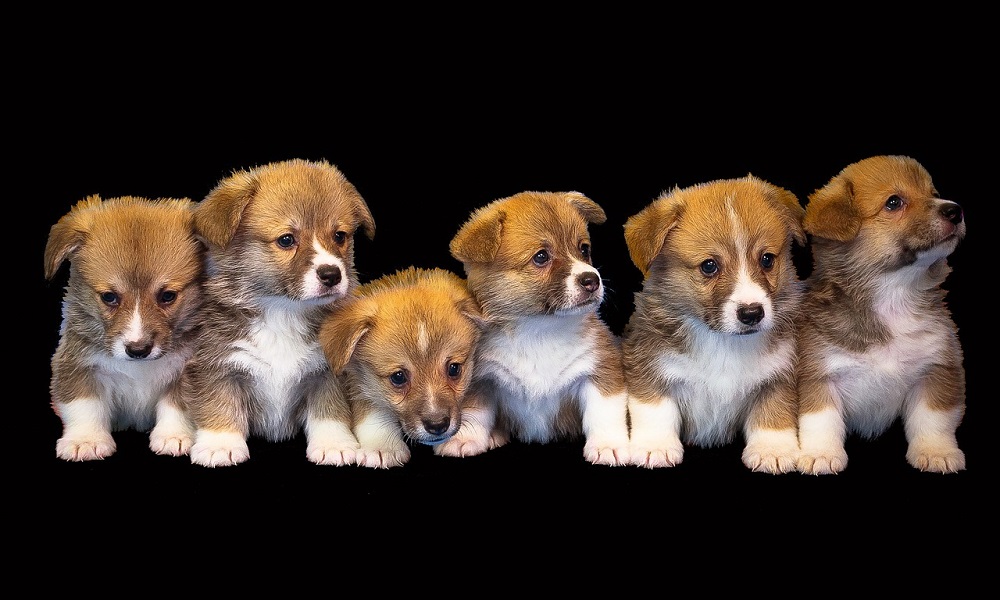 Small Dog Names The Most Popular & Adorable Ideas Pet Guide Reviews