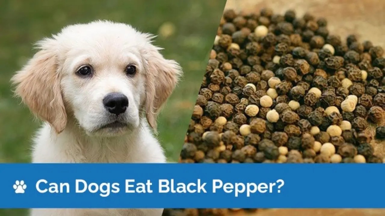 Is Black Pepper Bad for Dogs? Understanding the Potential Risks