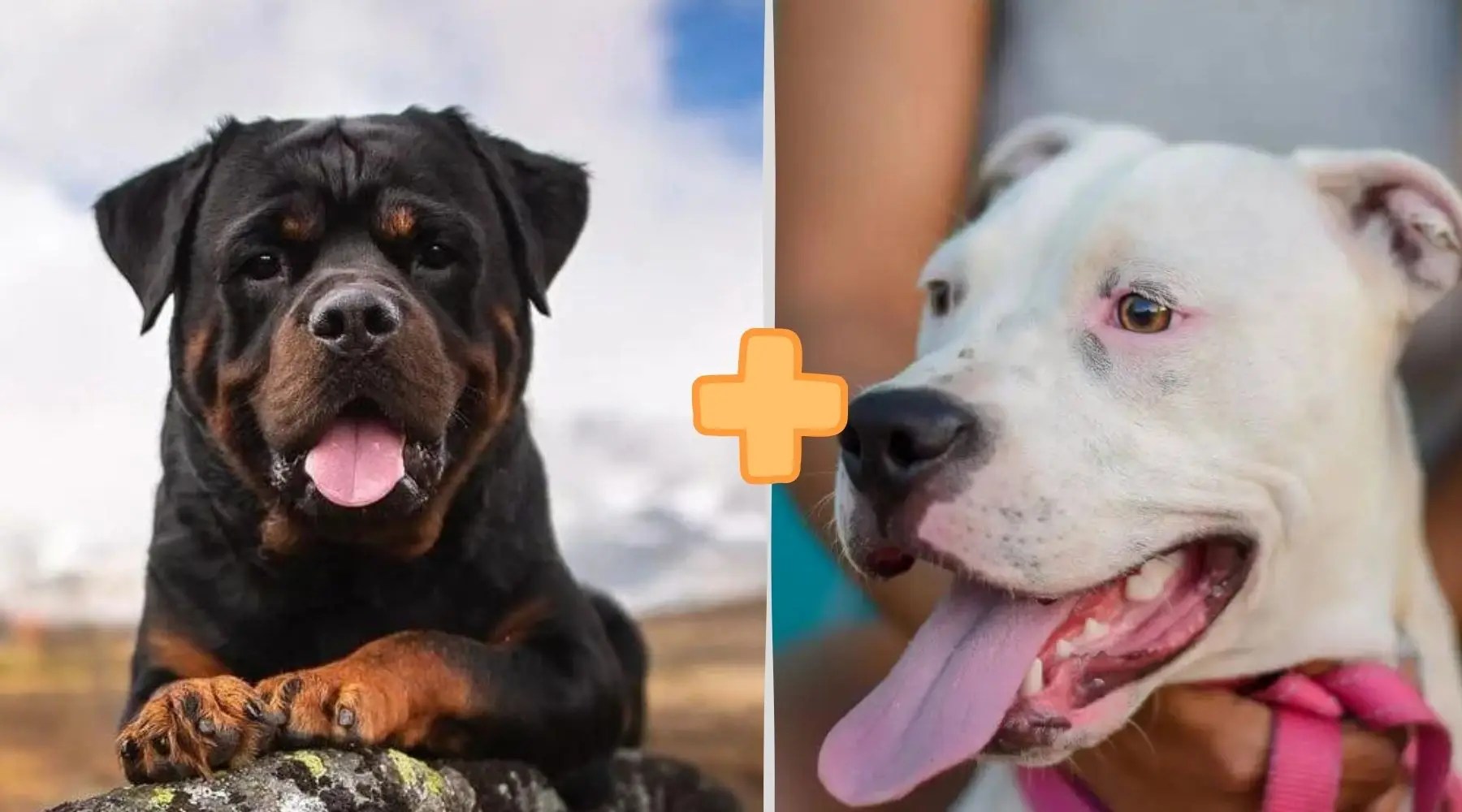 Rottweiler Lab Pitbull Mix