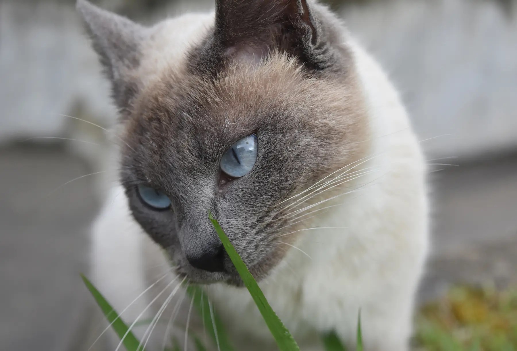 Do Siamese cats shed? Are Siamese cats hypoallergenic?