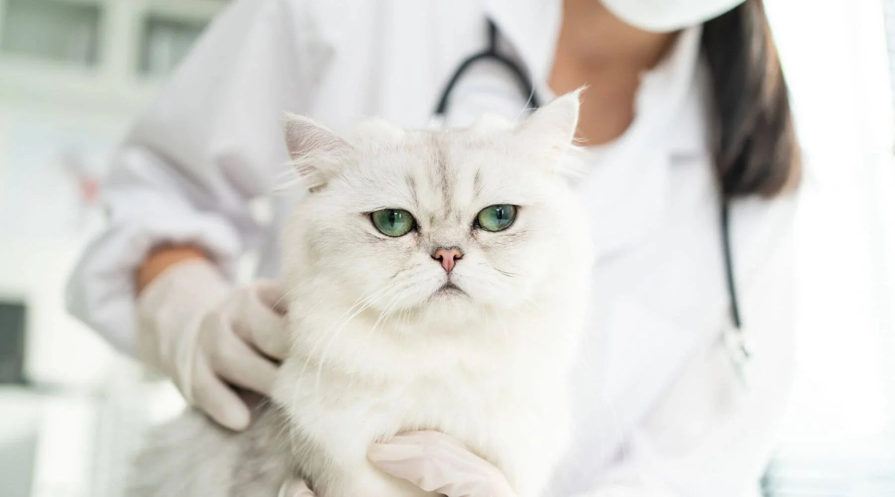 Feline Leukemia Vaccine What You Need To Know About The Disease