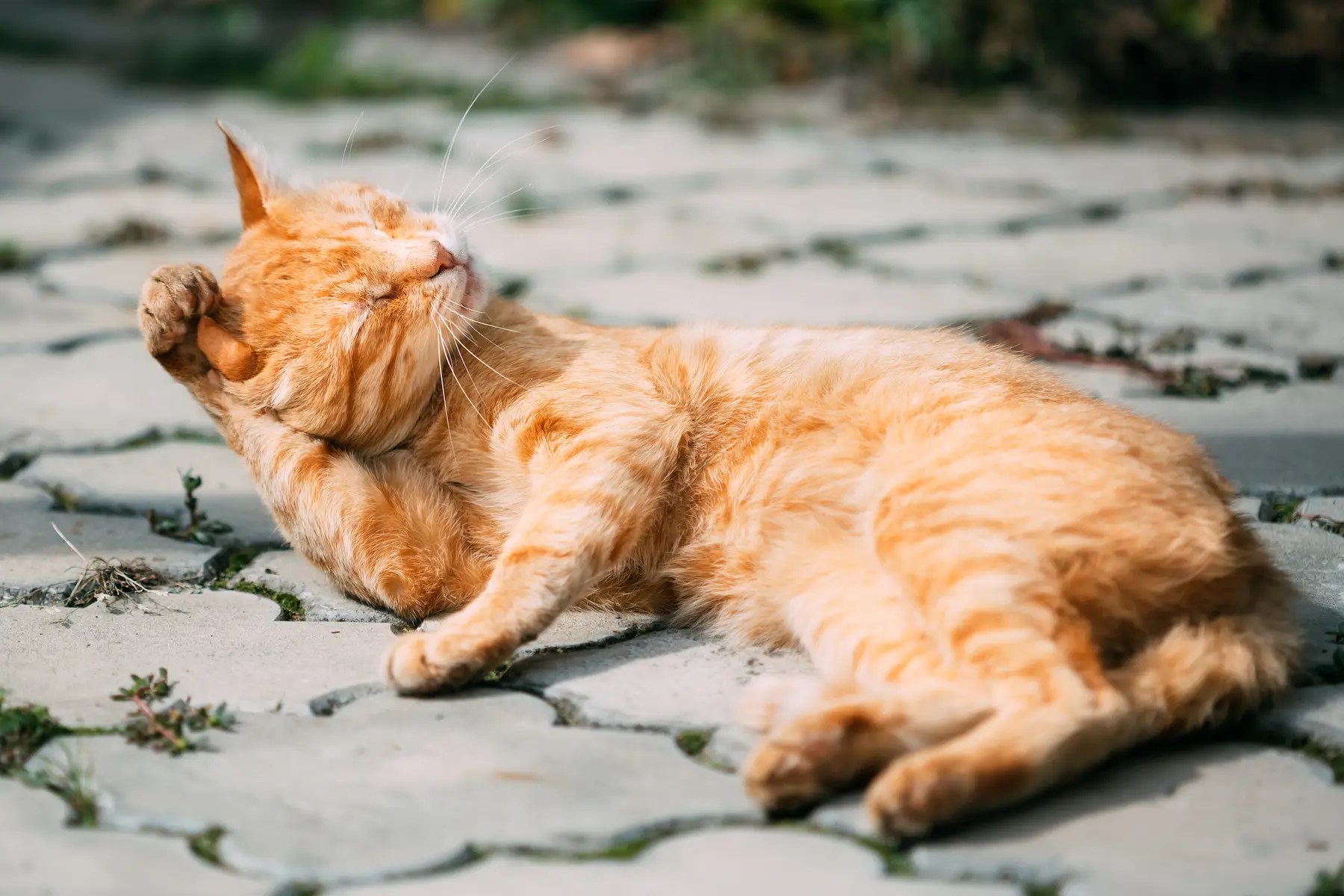 What do you do when you see flea dirt on cats (All About Fleas)