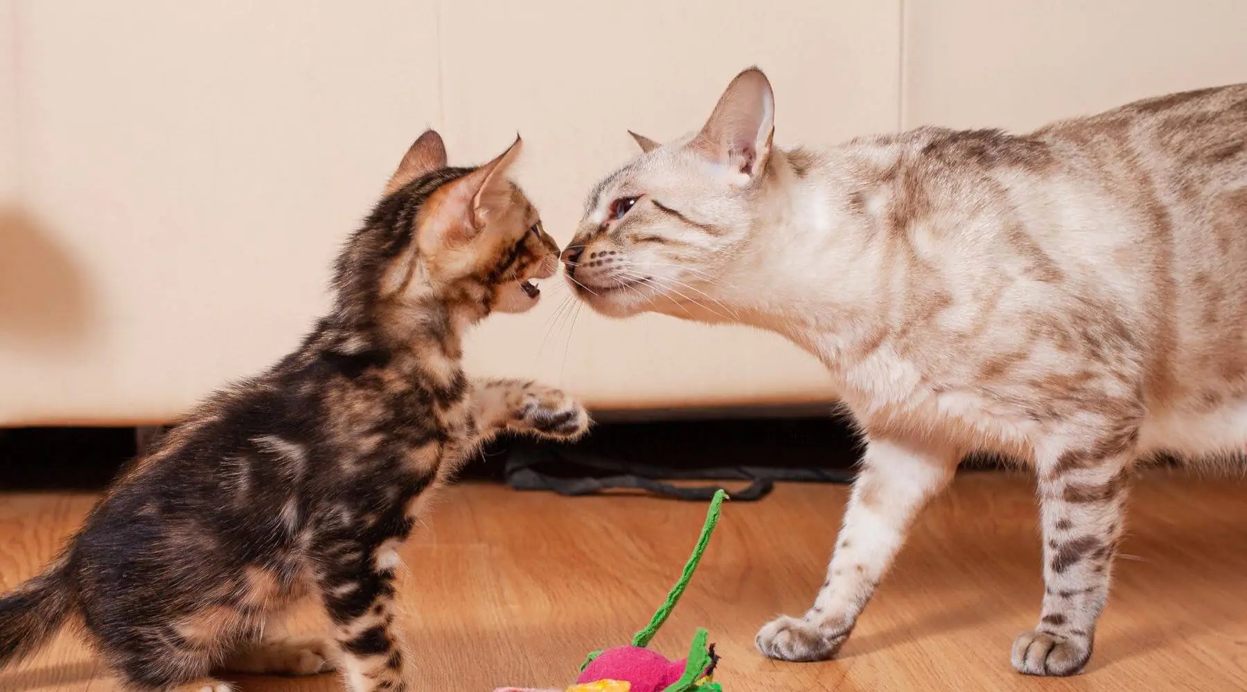 How long do Bengal cats live? Tips To Increase Cats' Lifespan