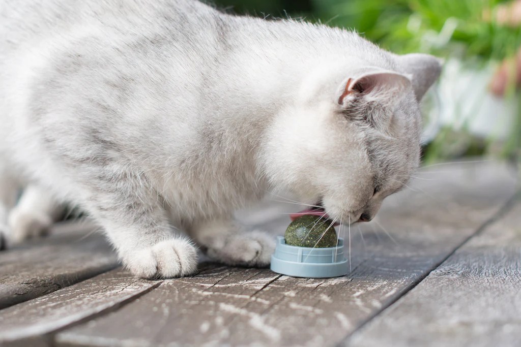 Kittens and Catnip Can Kittens Have Catnip?