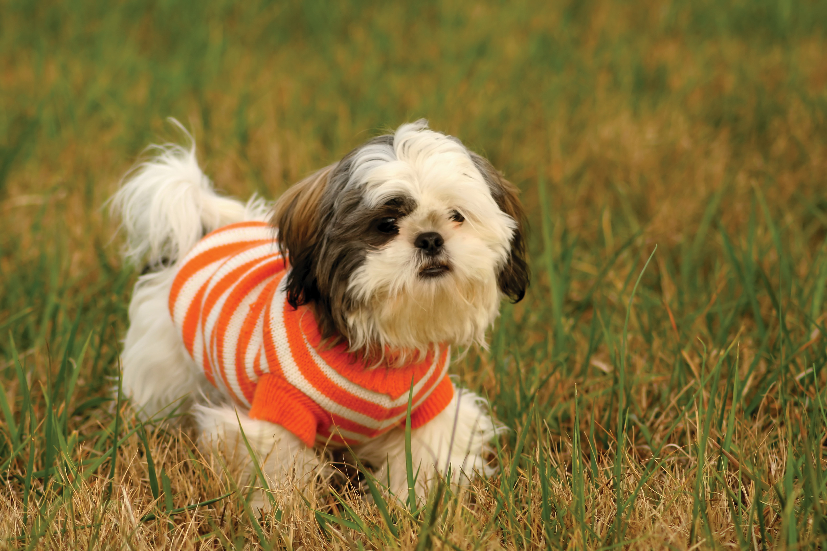 15 of the cutest dogs that don’t shed a lot Pet Hair HQ