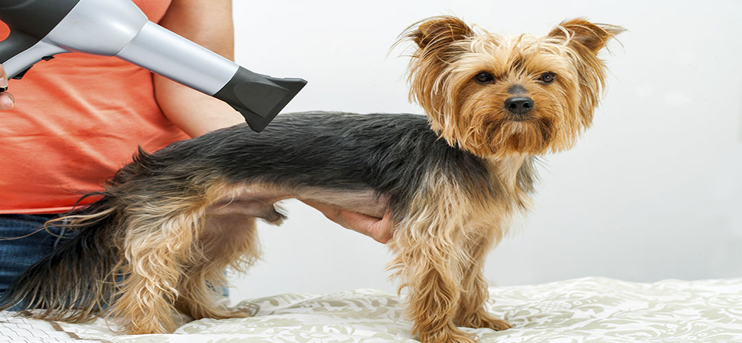 The 10 Best High Velocity Dryers for Dog Grooming Pet Hair HQ Pet
