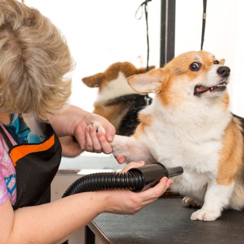 Pet Grooming at Home in Mumbai Pet Hair Set