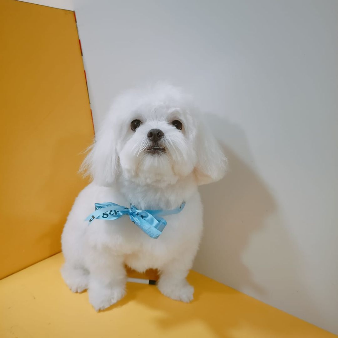 Pet Grooming Service at Home Pet Hair Set