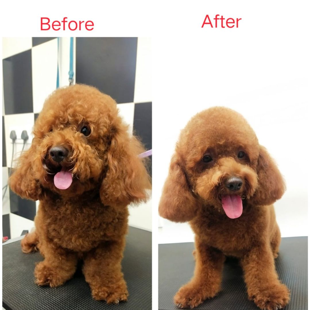 Pet Grooming Service at Home Pet Hair Set