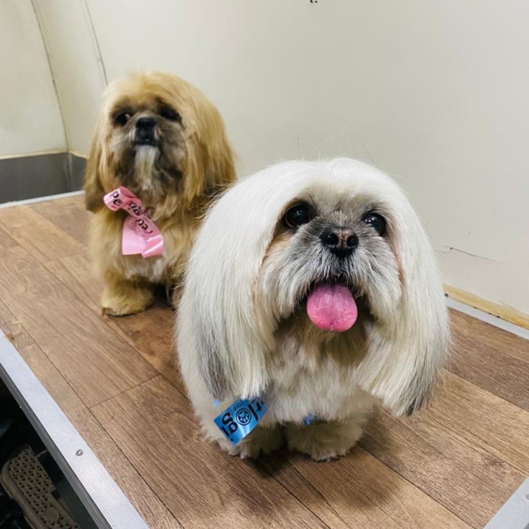 Pet Grooming Service at Home Pet Hair Set