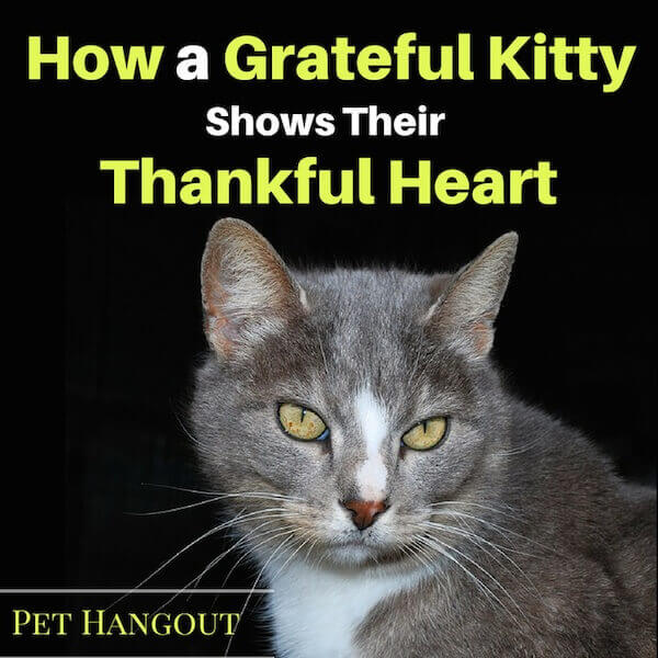 How a Grateful Kitty Shows Their Thankful Heart