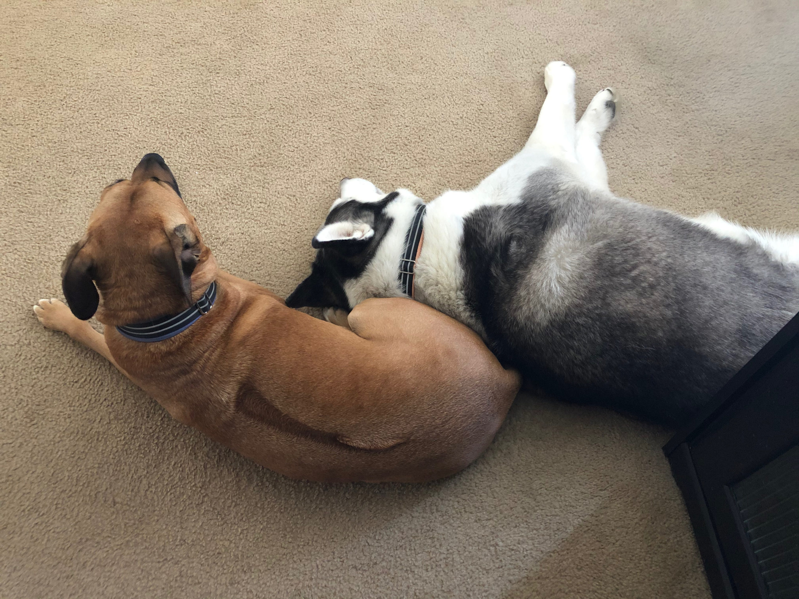 Pet Harbor Rescue & Referral, Inc.