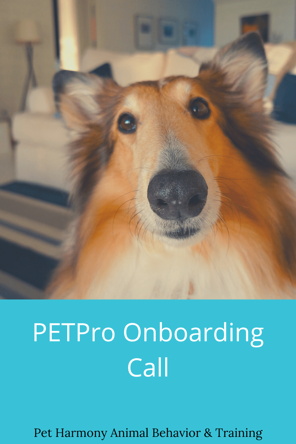 PETPro Onboarding Call Pet Harmony