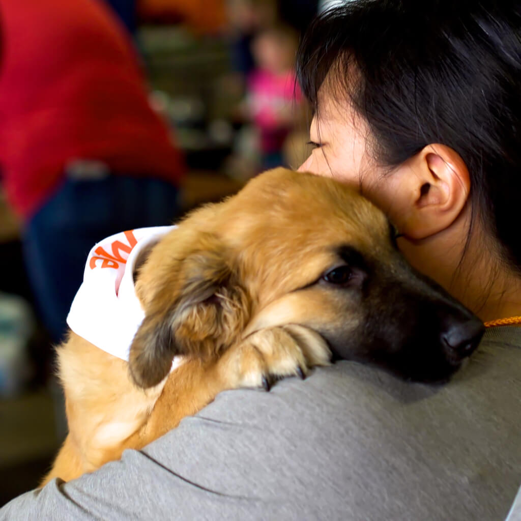 Foster a Pet MN Dog & Cat Fostering Pet Haven