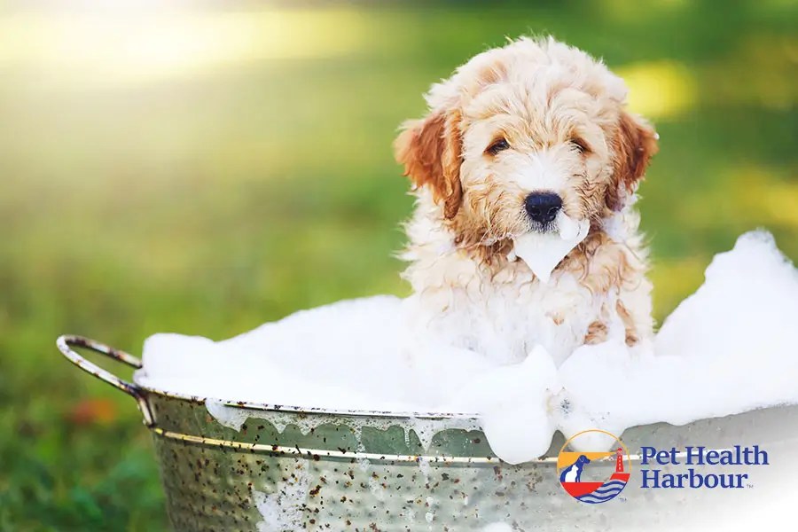 AllergyProof Your Home Essential Spring Cleaning Tips for Pet Owners