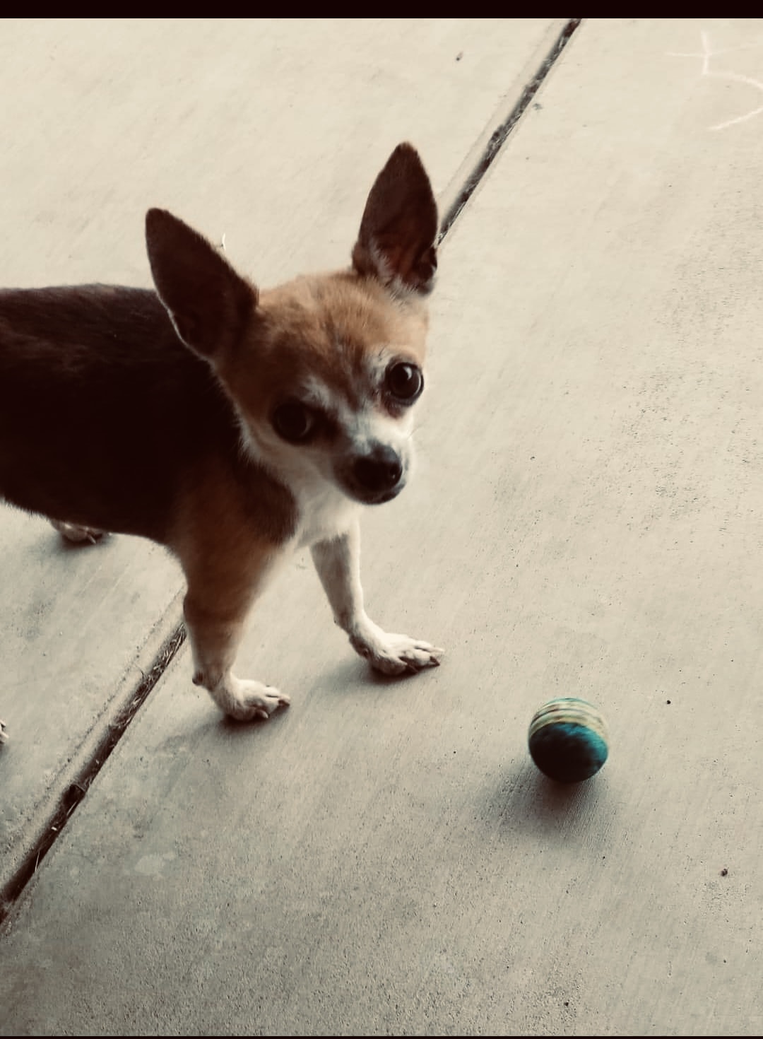 Remembering Baylee Marie Pets, Rainbow Bridge. Pet Heaven Memorial Pet Loss Rainbow Bridge