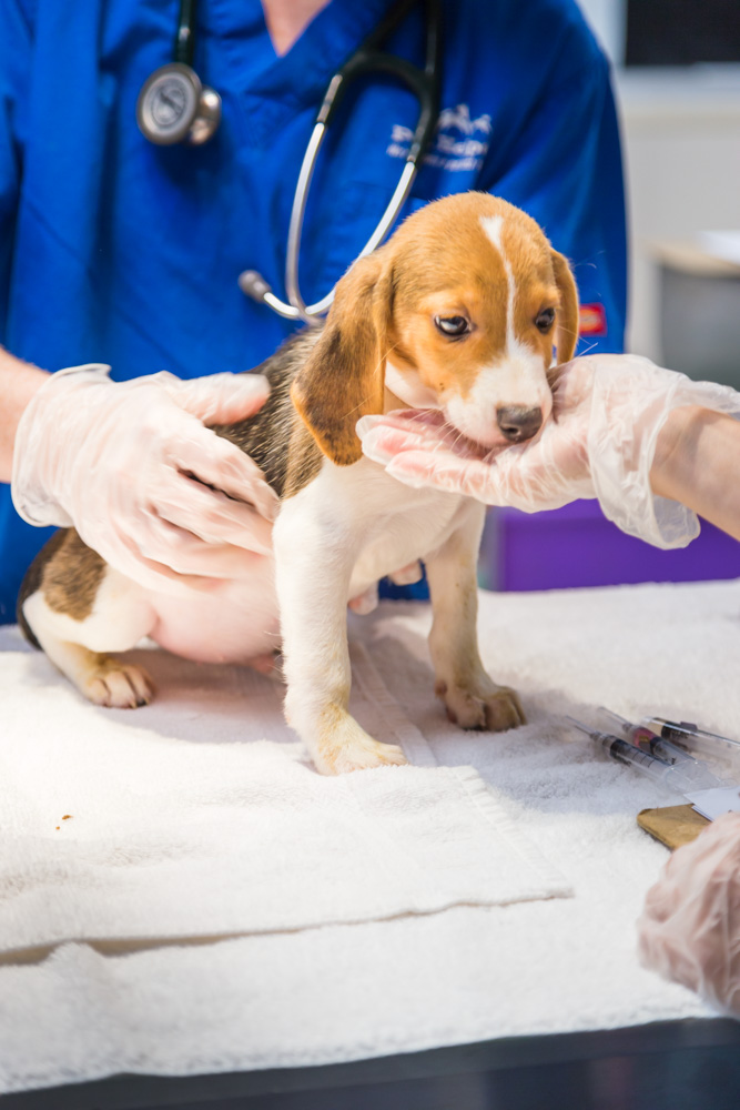 July 2023 Events Calendar Long Island Vaccine Clinic Pet Helpers