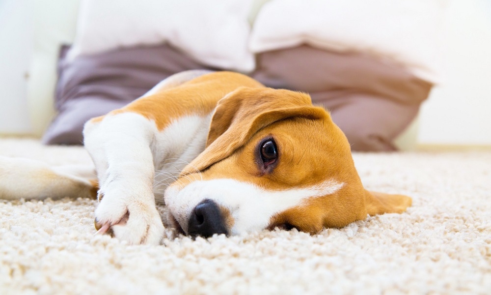How to Stop Dog from Ripping Up Carpet? Pet Help Reviews UK