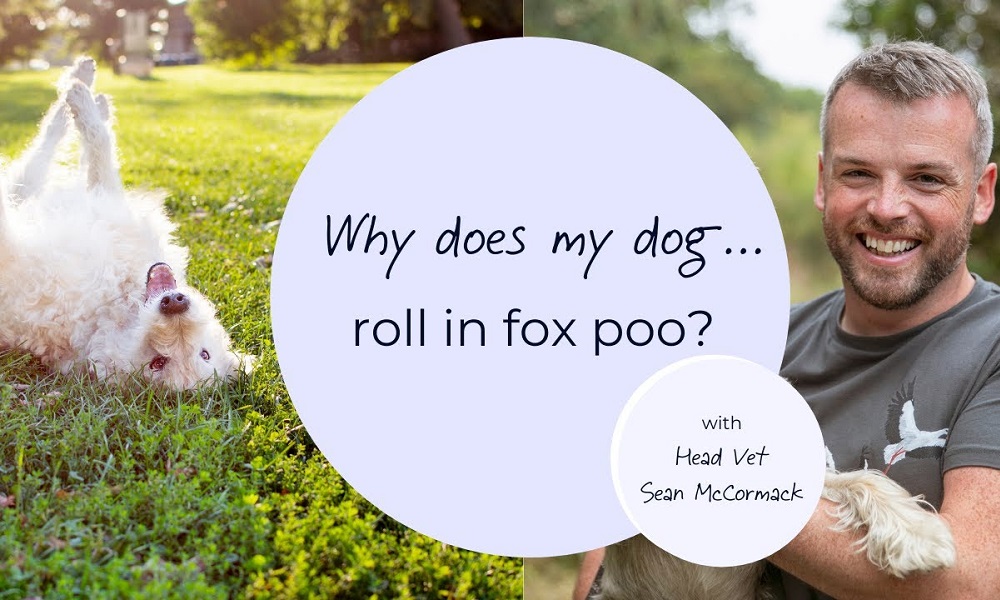 Why Does My Dog Roll in Fox Poo? Pet Help Reviews UK