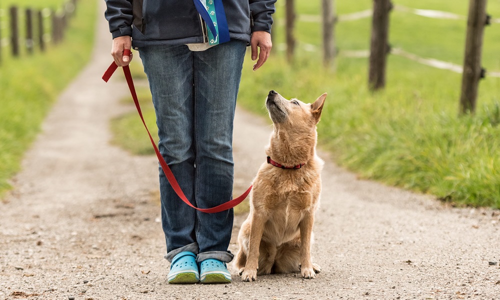 Why Won’t My Dog Sit? Pet Help Reviews UK