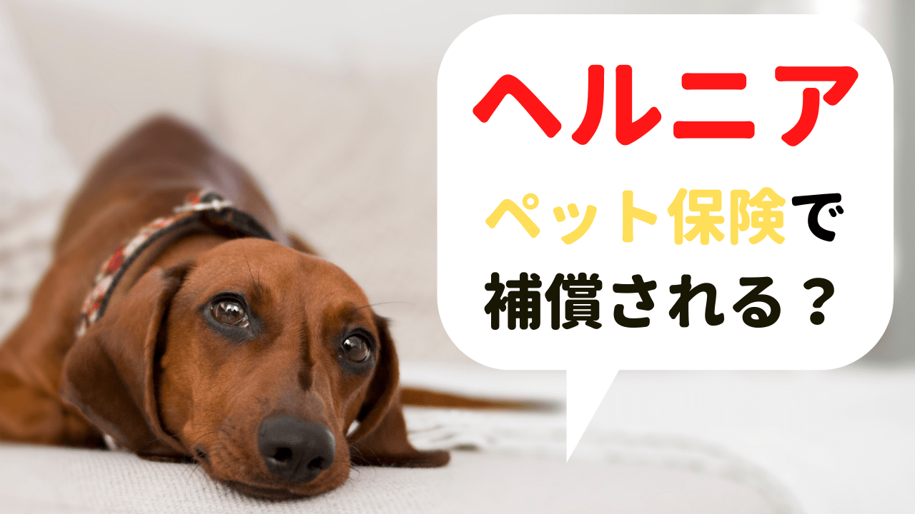 犬や猫のワクチン接種はペット保険の補償対象？未接種でも加入できる？｜ペット保険のトリセツ