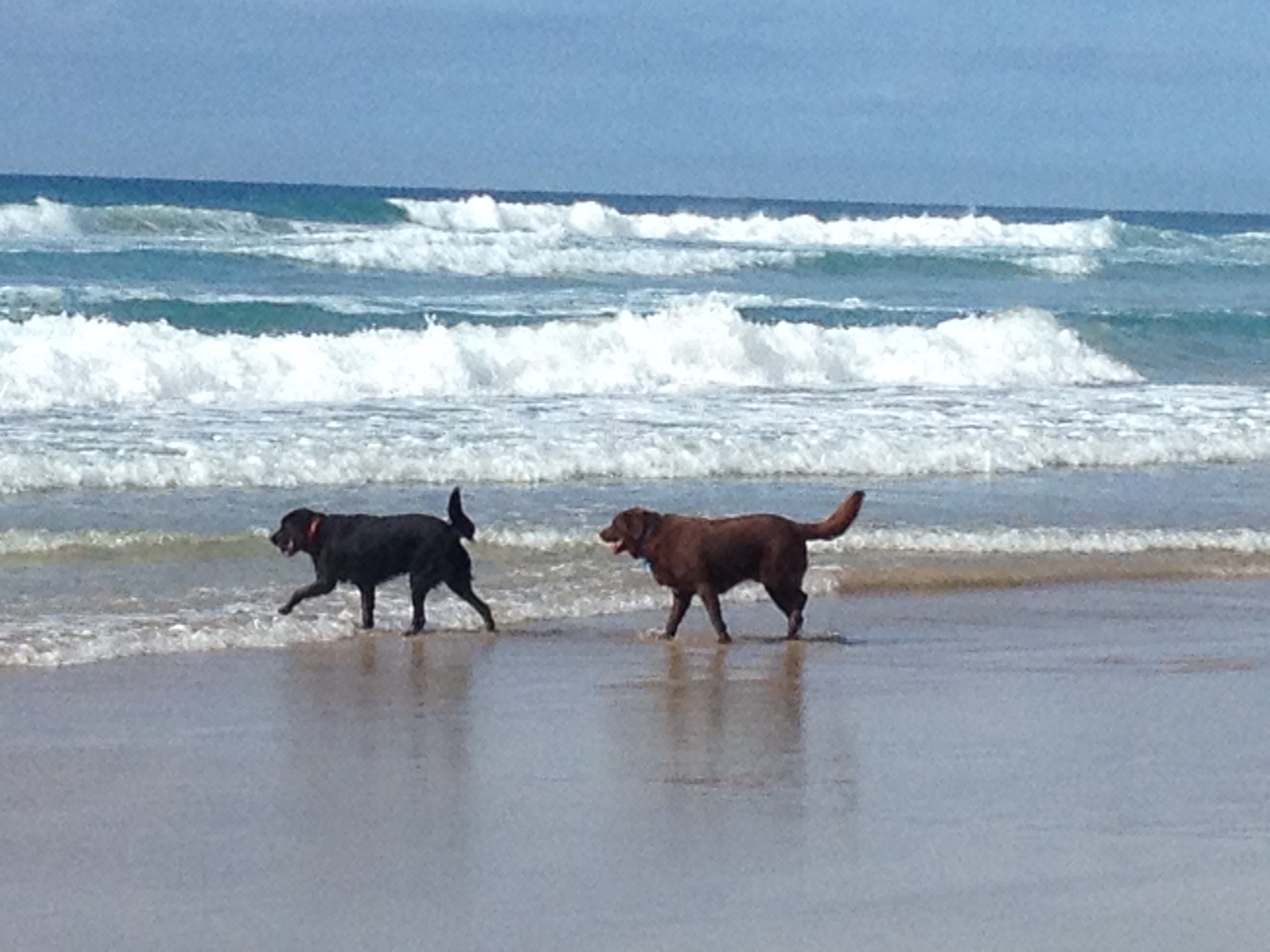 Pet Friendly Coolum Pet Friendly Holiday Houses Sunshine Coast