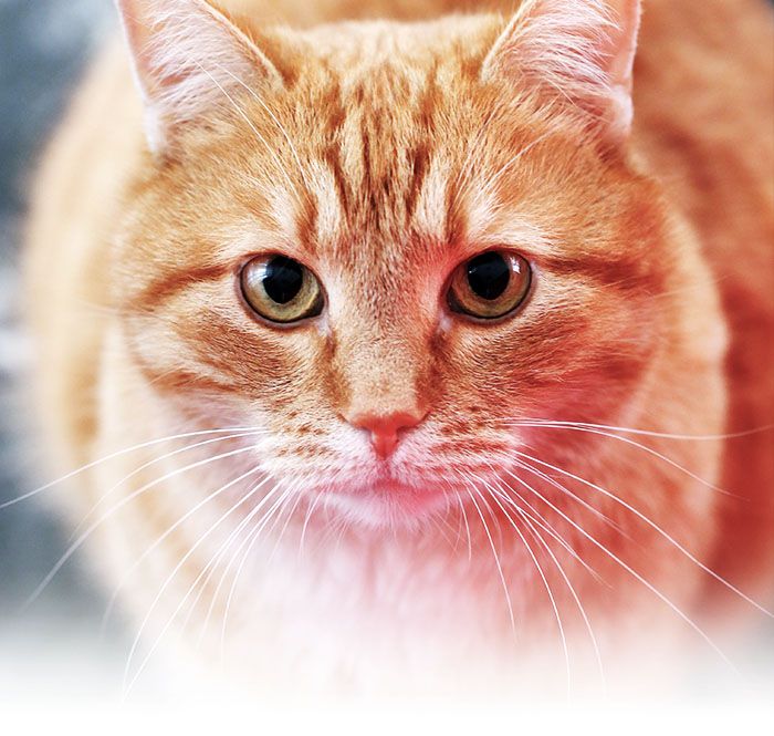 In Home Pet Euthanasia Phoenix, Scottsdale, Peoria