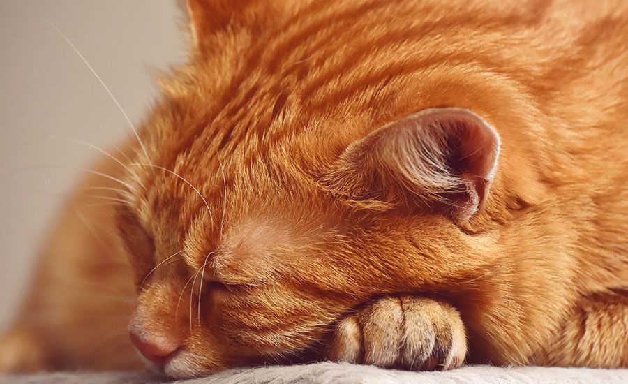 Pet Euthanasia At Home Orange County Ca at Angela Pike blog