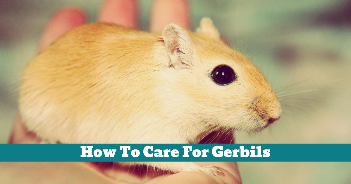 How To Care For Gerbils Pet Hooligans