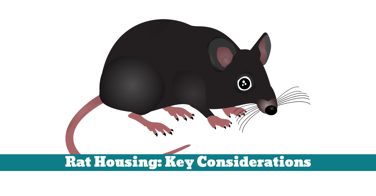 Rat Housing Key Considerations Pet Hooligans