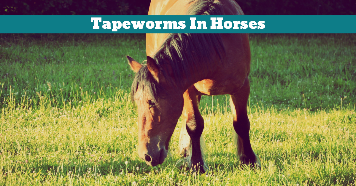 Tapeworms In Horses Pet Hooligans