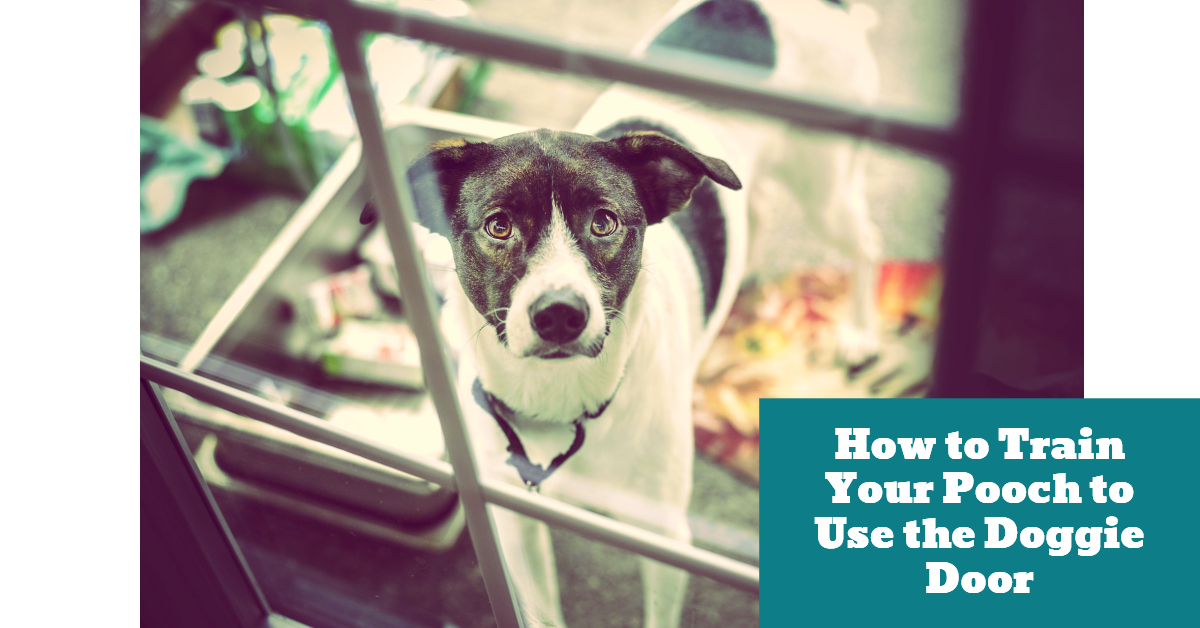 How to Train Your Pooch to Use the Doggie Door Pet Hooligans