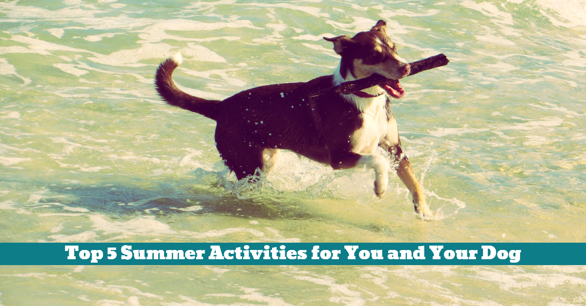 Top 5 Summer Activities for You and Your Dog Pet Hooligans