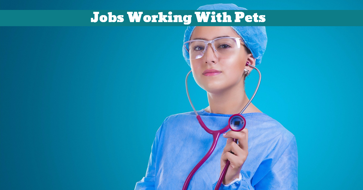 Jobs Working With Pets Pet Hooligans