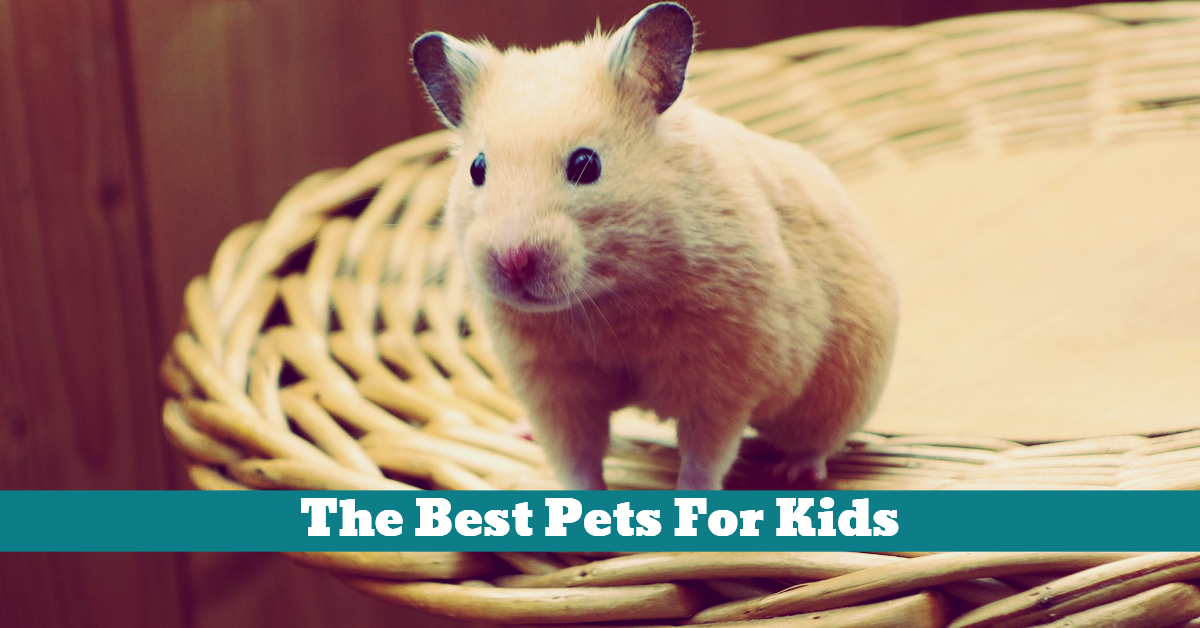 The Best Pets For Kids Pet Hooligans